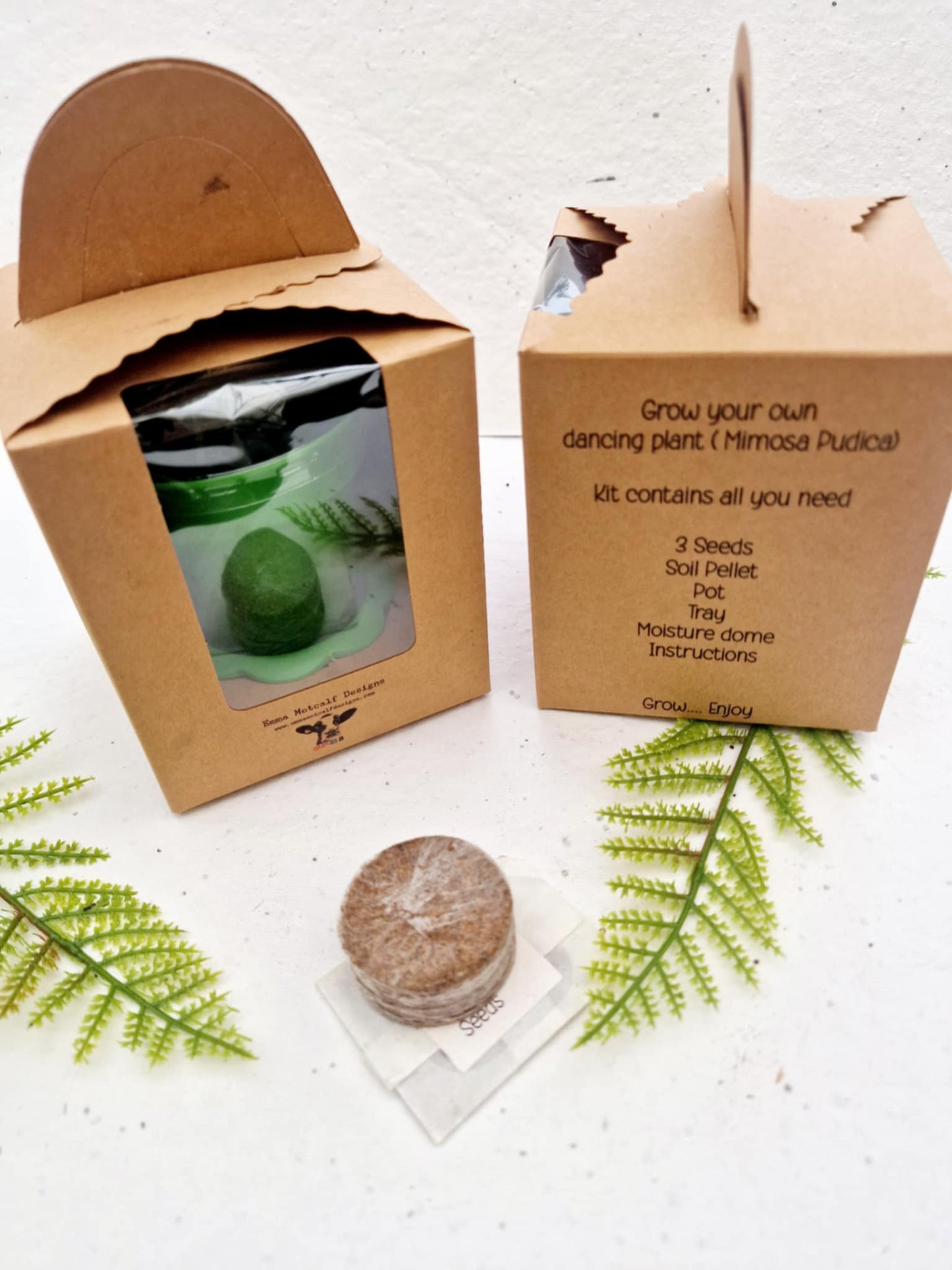 Grow Your Own Dancing Plant Kit - Mimosa Pudica – Fun & Interactive Plant Gift - Stocking filler