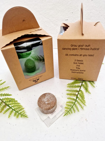 Grow Your Own Dancing Plant Kit - Mimosa Pudica – Fun & Interactive Plant Gift - Stocking filler